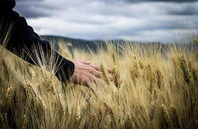 小議農(nóng)業(yè)保險(xiǎn)中的政府責(zé)任