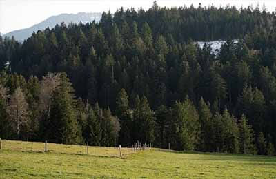 林業(yè)建設(shè)論文:林業(yè)技術(shù)服務(wù)系統(tǒng)建構(gòu)路徑探討